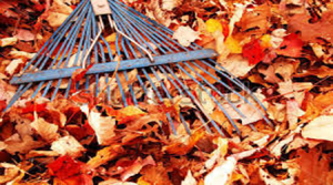 Herfst-Kraaijtuin_bewerkt-1-300x167