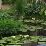 Vijver2-kraaijtuinonderhoud-150x150