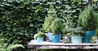 tuintips-kraaij-januari-384-x-202