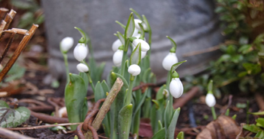 tuintips-kraaij-beplanting-januari-384-x-202