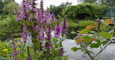 tuintips-kraaij-kattenstaart-bij-vijver-384-x-202