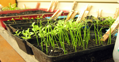 tuintips-kraaij-knijper-en-plant-mei-384-x-202