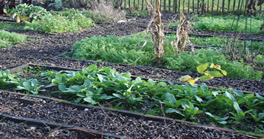 tuintips-kraaij-november-moestuin-384-x-202