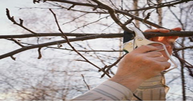 tuintips-kraaij-snoeien-fruitboom-384-x-202