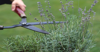 tuintips-kraaij-tuin-snoeien-april-384-x-202