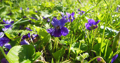 tuintips-kraaij-winterviooltjes-384-x-202