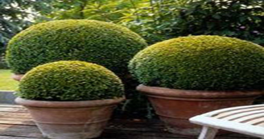 tuintips-kraaij-buxus-in-pot-september-384-x-202