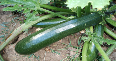 tuintips-kraaij-courgettes-oogsten-384-x-202