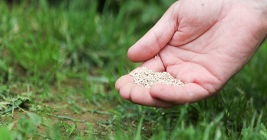 tuintips-kraaij-gazon-inzaaien-september-384-x-202