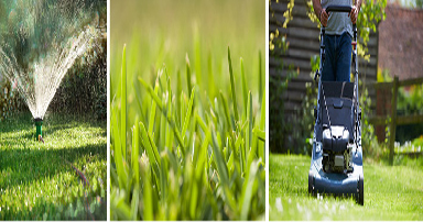 tuintips-kraaij-grasmat-zomer-juli-384-x202