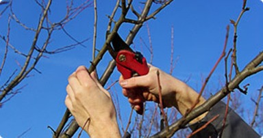 tuintips-kraaij-snoeien-in-september-384-x-202