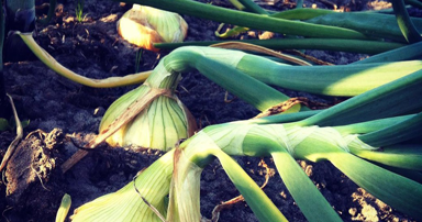 tuintips-kraaij-uien-oogsten-juli-384-x-202