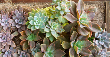 tuintips-kraaij-vetplanten-augustus-384-x-202